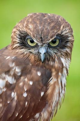 Full Download Southern Boobook Owl Journal: 150 Page Lined Notebook/Diary -  file in PDF