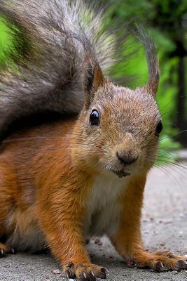 Read Curious Squirrel Journal: 150 Page Lined Notebook/Diary -  | PDF