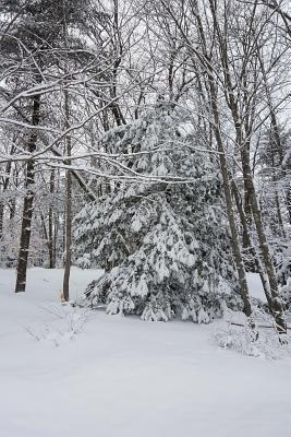 Read Online Winter Weather Journal Snowstorm Trees: (Notebook, Diary, Blank Book) -  file in PDF