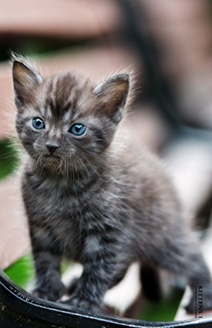Read Online Kittens 1 - Ideal Format Journal: Lightly Lined Notebook, Diary, Chronicle, and Blank Writing Log (Kittens Dazzling Notepad) - Dazzling Press | PDF
