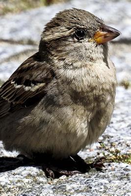 Full Download House Sparrow (Passer Domesticus) Bird Journal: 150 Page Lined Notebook/Diary -  file in PDF
